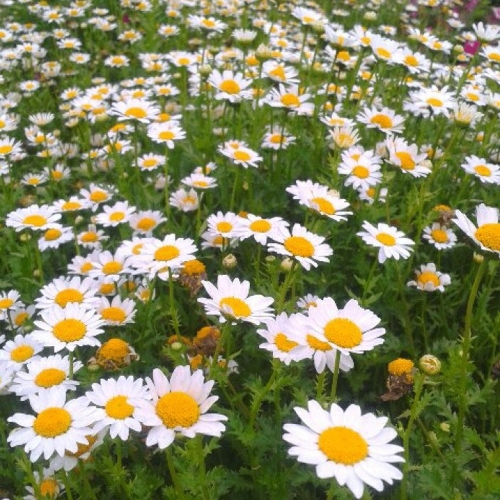 chrysanthemum seeds for sale